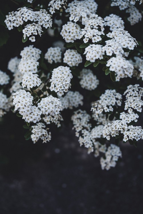 Flowergirl - Gunn Kristin Monsen